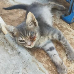 ig-f19b31c379838ee5