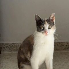 ig-1a52f4b56d96d88f