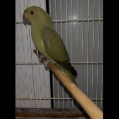 ig-c0571165139b26f8