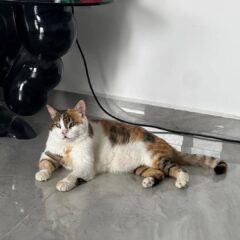 ig-e077c09807281fd6
