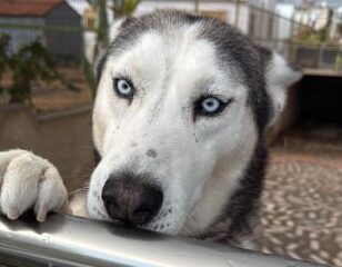 Kibris-Kopek-sibirya-kurdu-mavis