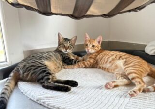 kibris-kedi-yuva-araniyo