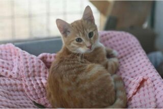 kibris-yavru-kedi-30-11