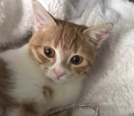 Ekran-Resmi-2026-01-18-13.21.02