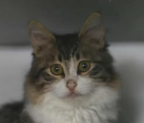 Ekran-Resmi-2026-01-18-13.41.20