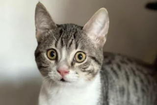 Ekran-Resmi-2026-01-18-17.08.36