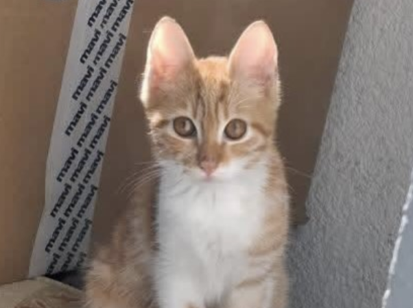 Ekran-Resmi-2026-01-18-17.56.49