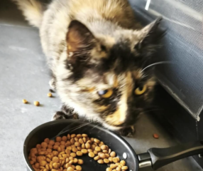 Ekran-Resmi-2026-01-19-20.29.29