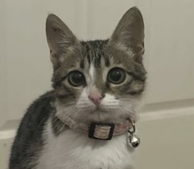 Ekran-Resmi-2026-01-20-12.38.11