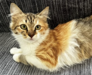 Ekran-Resmi-2026-01-20-13.02.19