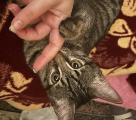 Ekran-Resmi-2026-02-01-21.19.06