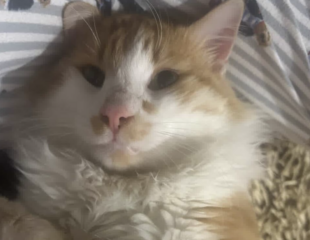 Ekran-Resmi-2026-02-02-00.23.59