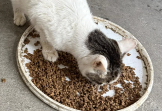 Ekran-Resmi-2026-02-02-01.56.45