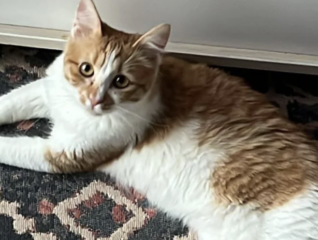 Ekran-Resmi-2026-02-02-16.35.48