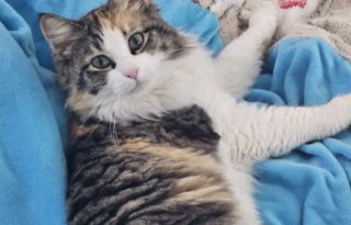 Ekran-Resmi-2026-02-02-16.51.30