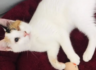 Ekran-Resmi-2026-02-02-16.53.55