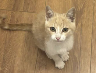 Ekran-Resmi-2026-02-02-17.29.55