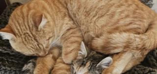 Ekran-Resmi-2026-02-02-17.51.32