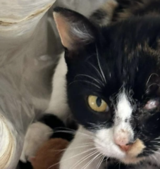 Ekran-Resmi-2026-02-02-18.12.25