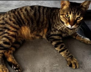 Ekran-Resmi-2026-02-02-18.33.14