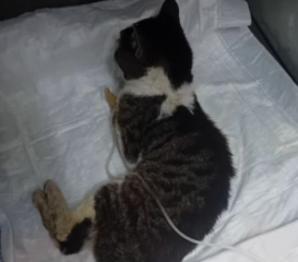 Ekran-Resmi-2026-02-02-18.45.49