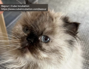 Ekran-Resmi-2026-02-03-15.28.36