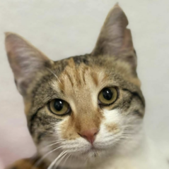 Ekran-Resmi-2026-02-03-16.04.01