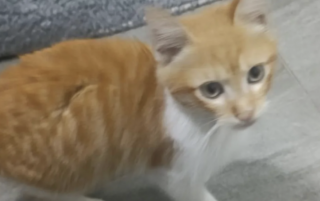 Ekran-Resmi-2026-02-03-17.31.36