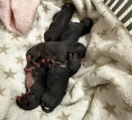 Ekran-Resmi-2026-02-03-17.40.39