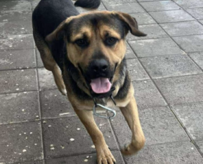 Ekran-Resmi-2026-02-04-02.16.19