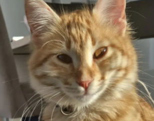 Ekran-Resmi-2026-02-04-11.21.22