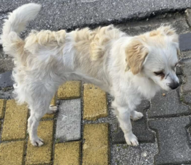 Ekran-Resmi-2026-02-04-12.46.13