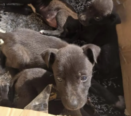 Ekran-Resmi-2026-02-04-12.50.34