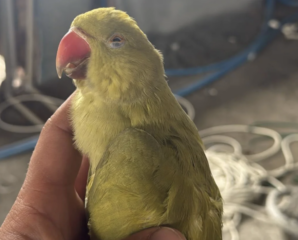 Ekran-Resmi-2026-02-04-12.53.03