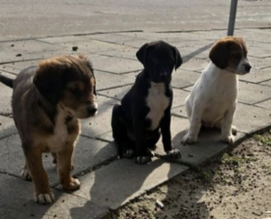 Ekran-Resmi-2026-02-04-21.44.02