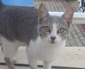 Ekran-Resmi-2026-02-04-21.50.23