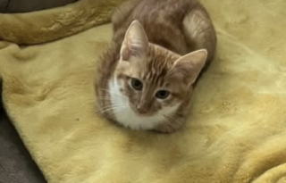 Ekran-Resmi-2026-02-04-23.48.35