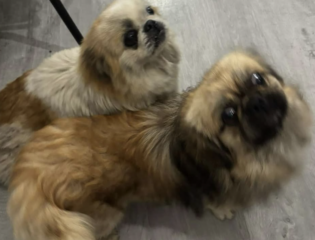 Ekran-Resmi-2026-02-05-00.10.25