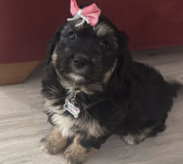 Ekran-Resmi-2026-02-05-00.21.35