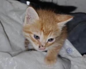 Ekran-Resmi-2026-02-05-00.25.19