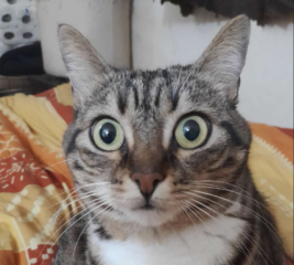 Ekran-Resmi-2026-02-05-00.47.22