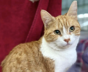 Ekran-Resmi-2026-02-06-18.05.44