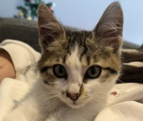 Ekran-Resmi-2026-02-06-18.07.20