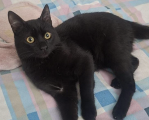 Ekran-Resmi-2026-02-06-18.29.42