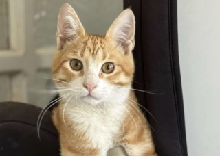 Ekran-Resmi-2026-02-06-20.48.47