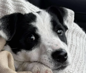 Ekran-Resmi-2026-02-06-20.56.40