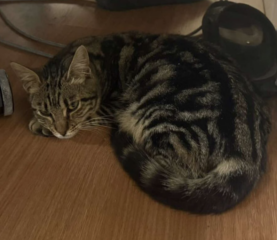 Ekran-Resmi-2026-02-06-20.58.08