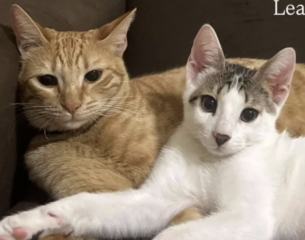 Ekran-Resmi-2026-02-28-23.13.24