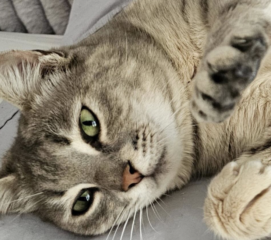 Ekran-Resmi-2026-03-04-11.56.12