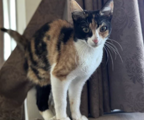 Ekran-Resmi-2026-03-04-13.02.25